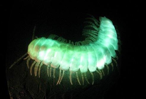 8-animales-que-brillan-en-la-oscuridad-criaturas-bioluminiscentes-milpies